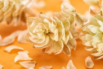 close up view of dry hops near petals isolated on yellow background