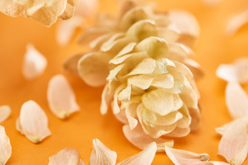 close up view of dry hops near petals on yellow background