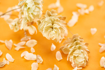 close up view of twig with hop seed cones near petals isolated on yellow background