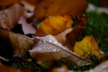 Wassertropfen auf einem Blatt im Herbst