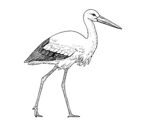 Drawing of european white stork. Sketch of bird Ciconia Ciconia, black and white illustration
