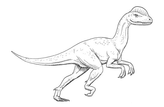Drawing of dinosaur - hand sketch of Dilophosaurus, black and white illustration