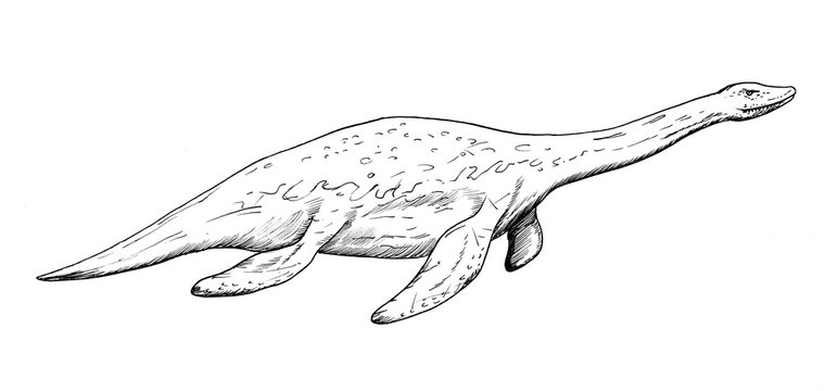 Drawing of water dinosaur - hand sketch of Plesiosaurus, black and white illustration