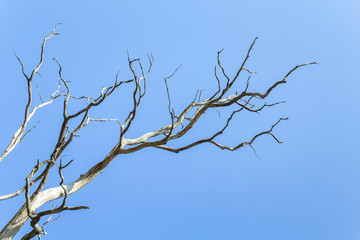 Fototapeta na wymiar Natural background of dry tree branches against bright blue sky