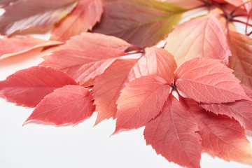 close up view of colorful red leaves of wild grapes isolated on white