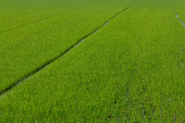 Organic paddy rice in field