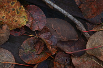  Fallen leaves close up 2