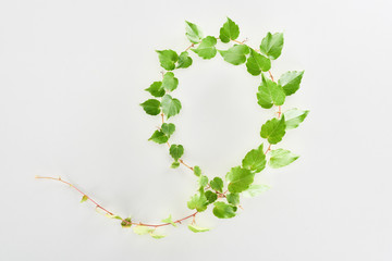 Fototapeta premium top view of hop plant twig with green leaves isolated on white