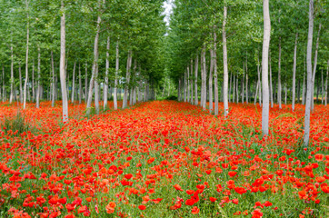 Campo di papaveri