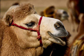 Bactrian camel in the Gobi desert of Mongolia, beautiful closeup portrait