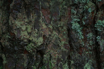 Tree Bark with Lichen
