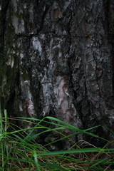 Pine trunk with grass below