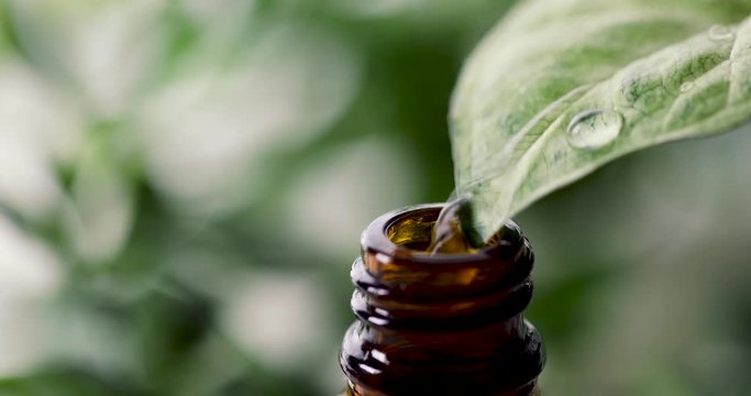 organic herbal essence. fresh water dripping from leaf into the essential oil bottle