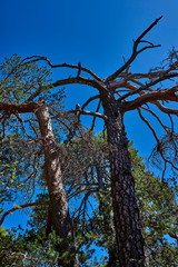 Rare forms stones by nature, in Cuenca