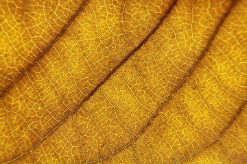 close up of brown leaf texture with leaf veins for background center focus