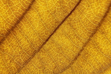 Fototapeta na wymiar close up of brown leaf texture with leaf veins for background center focus