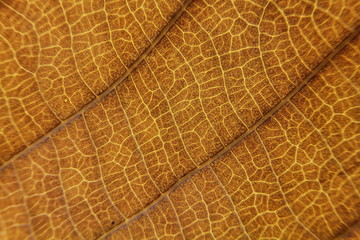 close up of brown leaf texture with leaf veins for background center focus