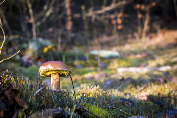 big porcini mushroom in autumn moss