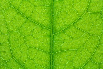 close up of Green leaf texture with leaf veins for background center focus