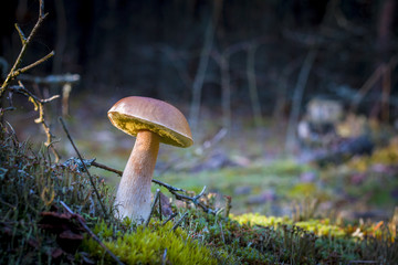 big porcini mushroom in darkness moss
