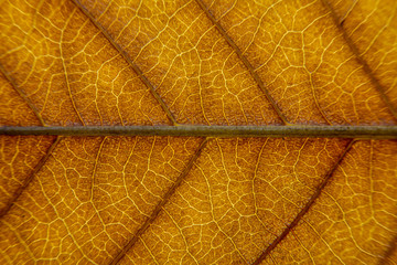 close up of brown leaf texture with leaf veins for background center focus