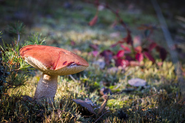 large Leccinum mushroom in dark moss