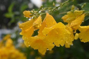 Close up of Yellow elder, Yellow bells, Trumpet vine, Trumpetbush, Trumpet flower (Tecoma stans (L.) Juss. ex Kunth) in rainy day, natural concept.