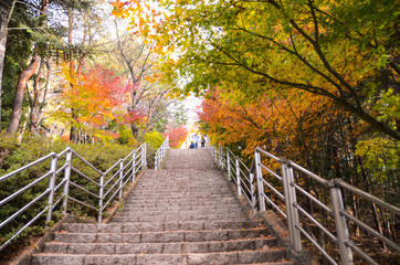 Naklejka na ściany i meble autumn leaves in japan,autumn in the park