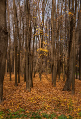 In the Golden forest