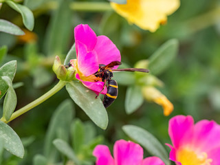 Parancistrocerus potter wasp in a flower garden 1