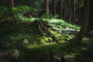 森林の中の切り株と美しい緑のある景色