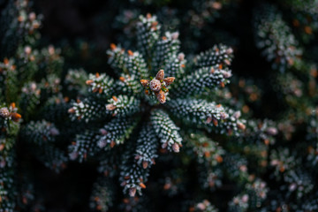Fototapeta na wymiar blue spruce branches on blurred background, close view 