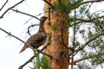 Female capercaillie sits on a pine branch
