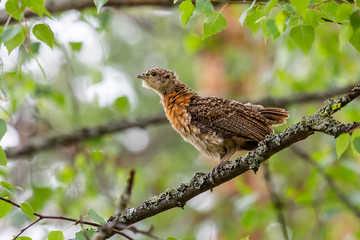 Capercaillie chick sitting on a tree branch