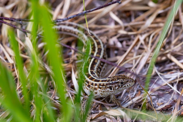 Viviparous lizard among dry grass