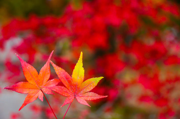 colorful tree reflect with green water in pool in Japan in Autumn