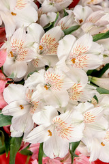 Obraz na płótnie Canvas Delicate flowers of white alstroemeria. Background of flowers.