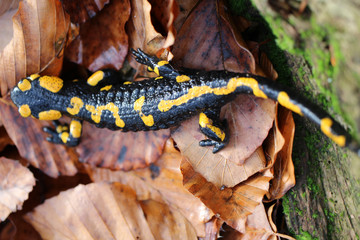 yellow-black salamander on leaves in the forest