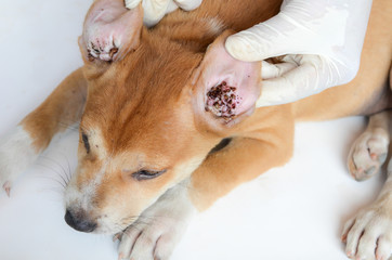 Ticks lice on dog ears