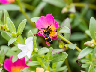 Parancistrocerus potter wasp in a flower garden 12