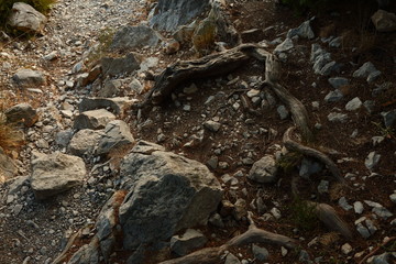  Juniper roots and stones on a forest trail.