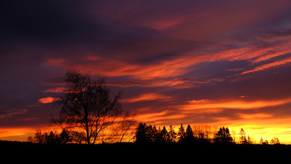 Trees and clouds at sunrise, Drobak, Norway