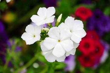 Bunch of white phlox flowers