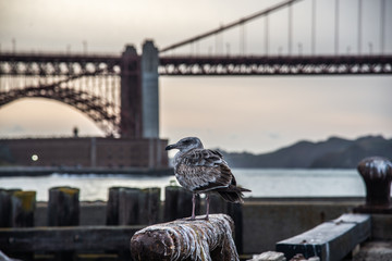 Golden Gate Bridge