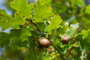 acorns hanging on the tree