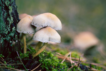 Mushroom I
