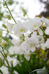 White orchids against white bokeh