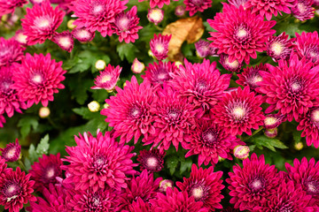 Bunch of bright pink Chrysanthemum flowers