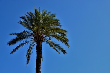 Palm tree with clear blue sky background
