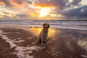 Fotobehang Vakantie met je hond in Denemarken © RuZi